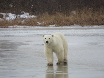 polar bear