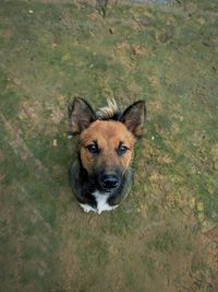 High angle view of dog on field