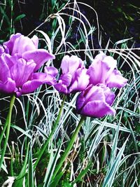 Close-up of pink flowers