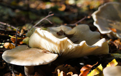 Close-up of mushroom growing on field