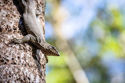 Close-up of a lizard on tree trunk