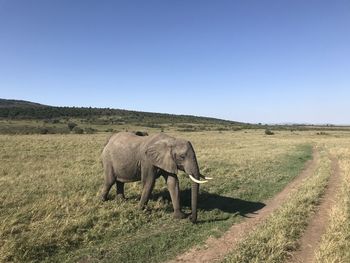 Elephant walking in a field