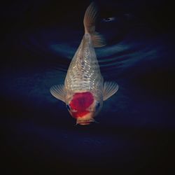 Fish underwater