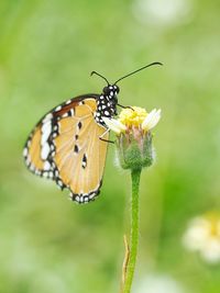 Close-up of butterfly pollinating on flower