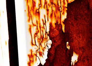 Close-up view of leaf