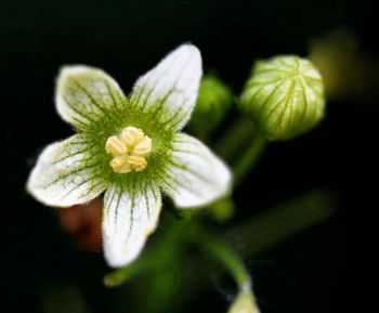 Close-up of flower blooming against black background