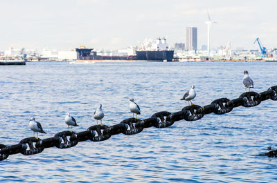 Seagulls perching on harbor in city against sky