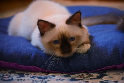 Close-up portrait of kitten relaxing on bed at home