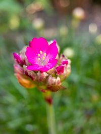 Close-up of pink flowering plant