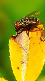 Close-up of insect pollinating on yellow flower