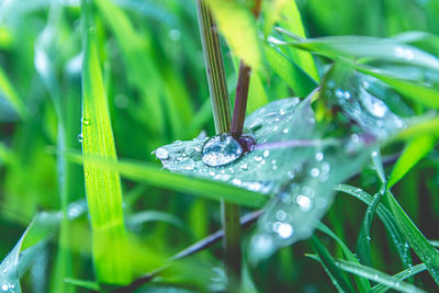 Close-up of raindrops on leaf