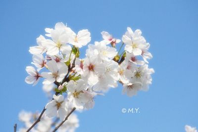 Close-up of white cherry blossoms against blue sky