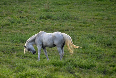 Side view of a horse on field