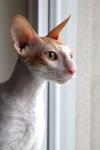 Close-up of a cat looking away