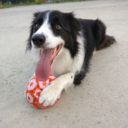 Close-up of dog on blanket