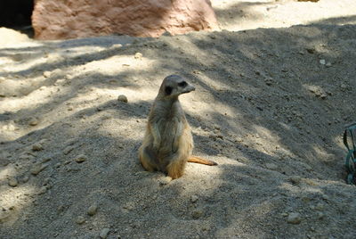 Close-up of sheep on sand