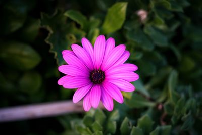 Close-up of purple flower