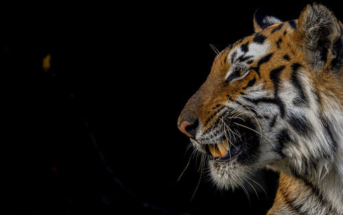 Close-up of tiger