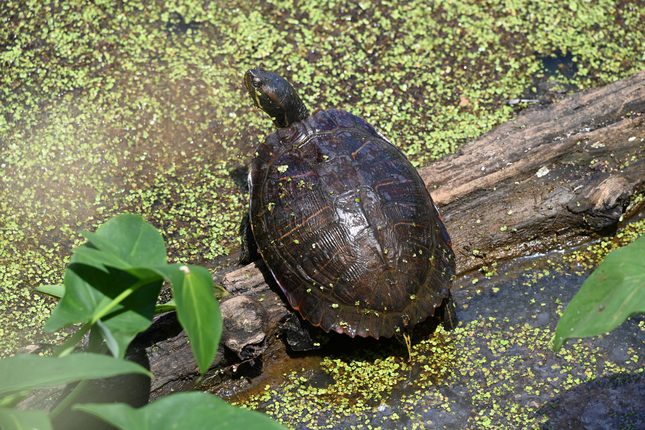 HIGH ANGLE VIEW OF A TURTLE IN A GREEN LEAVES