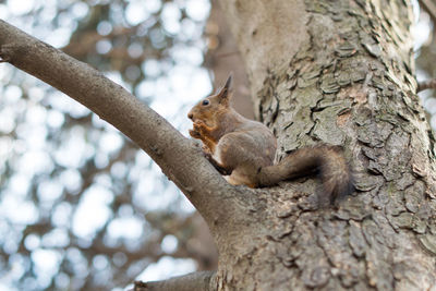 Squirrel on tree trunk