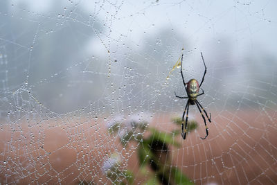 Close-up of spider on web