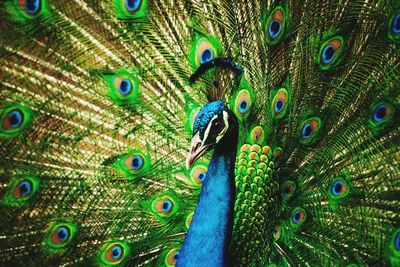 Close-up of peacock