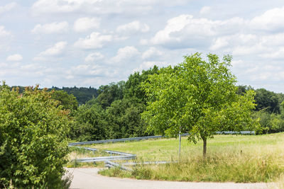 Trees against sky