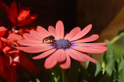 Close-up of honey bee on coneflower