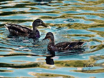 Birds swimming in lake