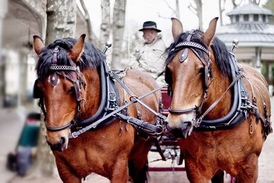 Close-up of horse carriage