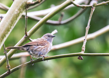 Close-up of bird perching on branch