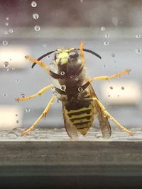 Close-up of spider