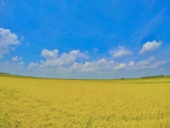 Scenic view of field against sky