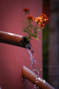 Close-up of water drops on plant