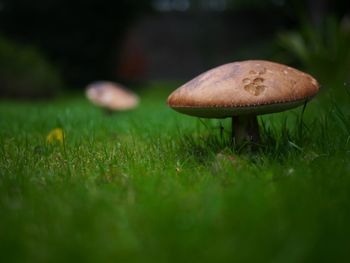 Close-up of mushroom growing on field