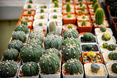 Close-up of cactus for sale at market stall