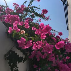 Low angle view of pink flowers