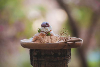 Close-up of small bird perching on wood