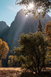 Sunlight streaming through trees in forest