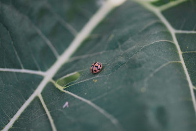 Close-up of ladybug on leaf