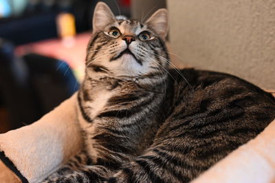 Close-up portrait of a cat looking away at home