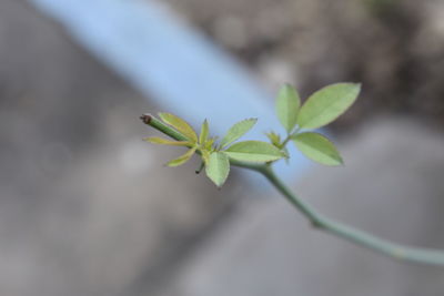 Close-up of small plant