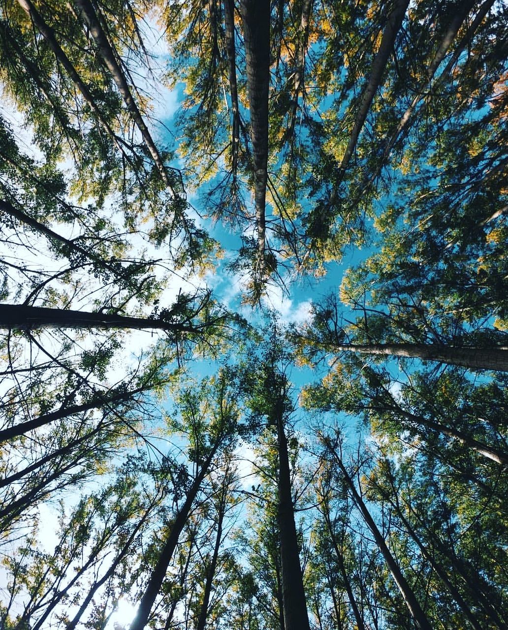 tree, low angle view, plant, growth, sky, beauty in nature, forest, directly below, tall - high, trunk, nature, no people, tree trunk, tranquility, land, day, tree canopy, branch, scenics - nature, backgrounds, outdoors, woodland, coniferous tree, bamboo - plant