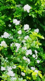 Close-up of white flowers