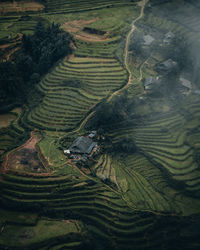 Aerial view of rice paddy