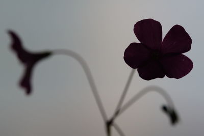 Close-up of flowers against blurred background