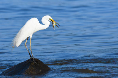 Close-up of bird perching on sea