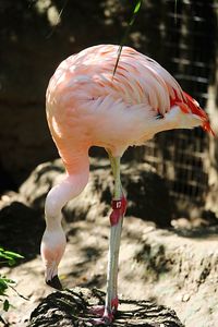 Close-up of bird perching