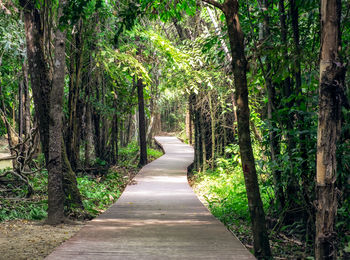 Footpath amidst trees in forest