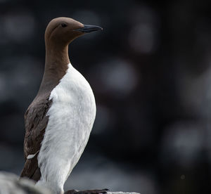 Close-up of seagull perching